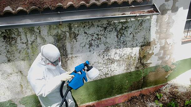 Trusted Commercial Mold Remediation service in Essex, IL - Cheap Mold Removal